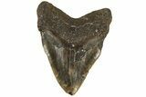 Bargain, Fossil Megalodon Tooth - North Carolina #199711-2
